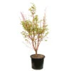 Acer Palmatum 'Sango-Kaku' : C15L H.80/100cm -VIDA Plantes Magasin 748289 2076205