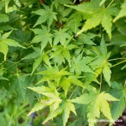 Acer Palmatum 'Sango-Kaku' : C3L H.40/60cm -VIDA Plantes Magasin 748291 003