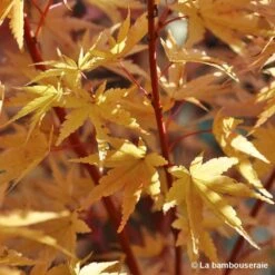Acer Palmatum 'Sango-Kaku' : C3L H.40/60cm -VIDA Plantes Magasin 748291 004