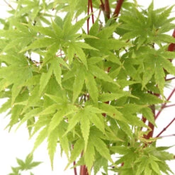 Acer Palmatum 'Sango-Kaku' : C3L H.40/60cm