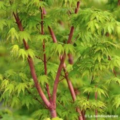 Acer Palmatum 'Sango-Kaku' : C7L H.60/80cm -VIDA Plantes Magasin 748293 002