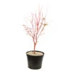 Acer Palmatum 'Sango-Kaku' : C7L H.60/80cm -VIDA Plantes Magasin 748293 2076208
