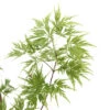 Acer Palmatum 'Seiryu' :C3L H.40/60cm -VIDA Plantes Magasin 748297 2120256
