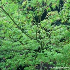 Acer Palmatum 'Seiryu' :C7L H60/80cm -VIDA Plantes Magasin 748298 002