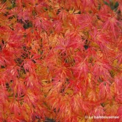 Acer Palmatum 'Seiryu' :C7L H60/80cm -VIDA Plantes Magasin 748298 003