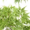 Acer Palmatum 'Seiryu' :C7L H60/80cm -VIDA Plantes Magasin 748298 2120259