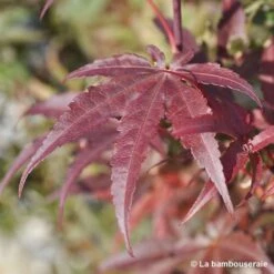 Acer Palmatum Skeeter's Broom :C3L H40/60cm -VIDA Plantes Magasin 748302 003