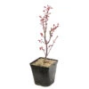 Acer Palmatum Skeeter's Broom :C3L H40/60cm -VIDA Plantes Magasin 748302 2076211