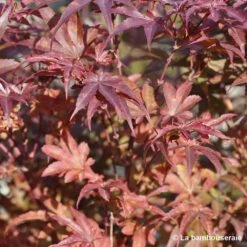 Acer Palmatum Skeeter's Broom :C7L H.60/80cm -VIDA Plantes Magasin 748303 002