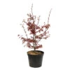 Acer Palmatum Skeeter's Broom :C7L H.60/80cm -VIDA Plantes Magasin 748303 2076214
