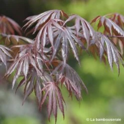 Acer Palmatum Trompenburg :C7L H.60/80cm -VIDA Plantes Magasin 748308 001