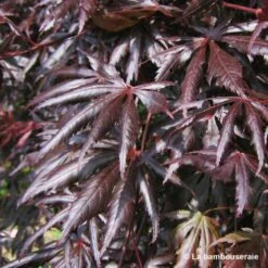 Acer Palmatum Trompenburg :C7L H.60/80cm -VIDA Plantes Magasin 748308 003