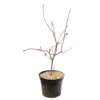 Acer Palmatum Trompenburg :C7L H.60/80cm -VIDA Plantes Magasin 748308 2076217