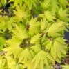 Acer Shirasawanum Autumn Moon : C5L H30/40cm -VIDA Plantes Magasin 748316 003
