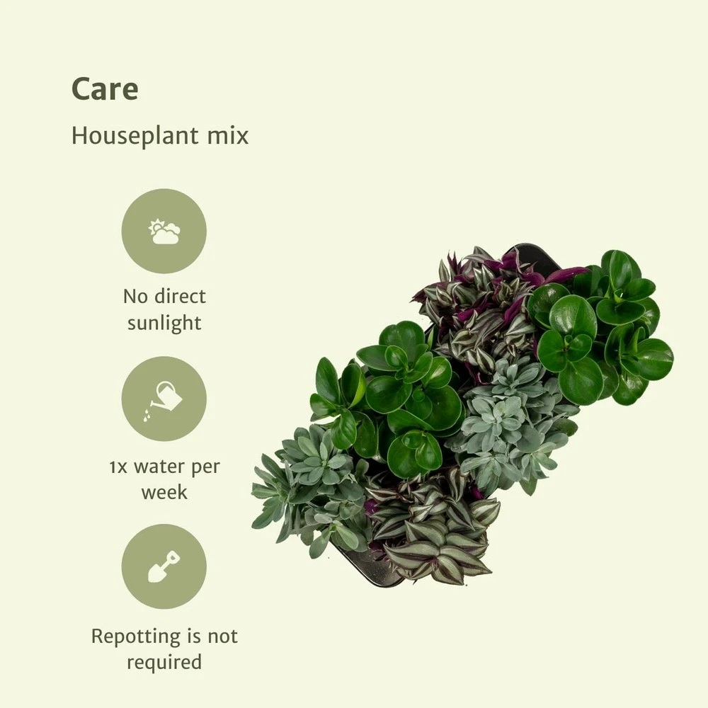 Box 3 Plantes D'intérieur - H20cm, ø12cm - Plantes D'intérieur 7 Box 3 Plantes D'intérieur - H20cm, ø12cm - Plantes D'intérieur – Image 5