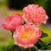 Botte De 3 Pivoines Coral Sunset H.50cm 2 Botte De 3 Pivoines Coral Sunset H.50cm -VIDA Plantes Magasin 748903 1304392