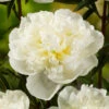 Botte De 3 Pivoines Duchesse Nemours H.50cm -VIDA Plantes Magasin 748905 1304395