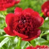 Botte De 3 Pivoines Red Charm H.50cm -VIDA Plantes Magasin 748907 1304401