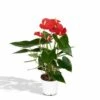 Anthurium Rouge - H40cm, ø12cm - Plante D'intérieur -VIDA Plantes Magasin 749ee514bb5c3547