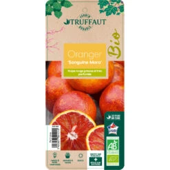 Oranger Moro : AB C3L -VIDA Plantes Magasin 750101 2066800