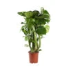 Philodendron Monstera : Tuteur Mousse -VIDA Plantes Magasin 750196 005