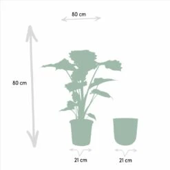 L'alocasia Portodora Et Son Cache-pot Doré - H80cm, ø21cm - Grande Plante D'intérieur 10 L'alocasia Portodora Et Son Cache-pot Doré - H80cm, ø21cm - Grande Plante D'intérieur -VIDA Plantes Magasin 7615aad5a5982523