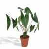 Alocasia Zebrina - H75cm, ø19cm - Grande Plante D'intérieur -VIDA Plantes Magasin 76aafd834218267f