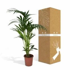 Palmier Kentia Xl - H120cm, ø24cm - Très Grande Plante D'intérieur -VIDA Plantes Magasin 76b6a7621aa76fe2