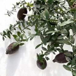 Citron Caviar H140/160cm : C35L -VIDA Plantes Magasin 784972 006