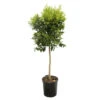 Clémentinier H140/160cm : C35L -VIDA Plantes Magasin 784975 1765222
