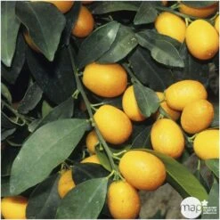 Kumquat H140/160cm : C35L -VIDA Plantes Magasin 784977 002