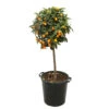 Kumquat H140/160cm : C35L -VIDA Plantes Magasin 784977 1765237