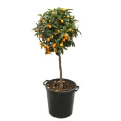 Kumquat H140/160cm : C35L -VIDA Plantes Magasin 784977 2016428
