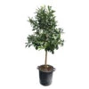 Citronnier Rouge (Osbeck) : H.140/160cm Pot 35L -VIDA Plantes Magasin 784979 1765252