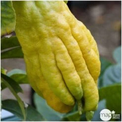 Main De Bouddha : H.140/160cm C35L -VIDA Plantes Magasin 784980 001