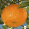 Mandarinier : H.140/160cm C35L -VIDA Plantes Magasin 784982 001