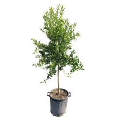 Mandarinier : H.140/160cm C35L 5 Mandarinier : H.140/160cm C35L -VIDA Plantes Magasin 784982 1765270