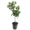 Oranger : H.140/160cm C35L -VIDA Plantes Magasin 784983 1765276