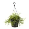 Rhipsalis Mix : Suspension D17cm -VIDA Plantes Magasin 789740 002