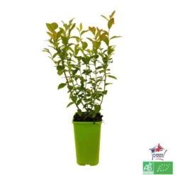 Myrtillier 'Patriot' Bio : Pot De 1,5 Litres -VIDA Plantes Magasin 791605 001