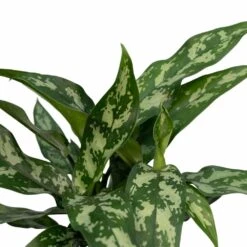Aglaonema Maria - H30cm, ø12cm - Plante D'intérieur -VIDA Plantes Magasin 791a4114b768a011