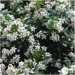 Choisya Ternata: C 5L