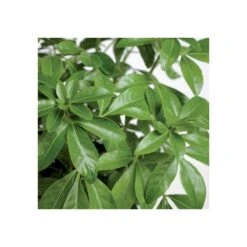 Choisya Ternata: C 5L -VIDA Plantes Magasin 797537 004