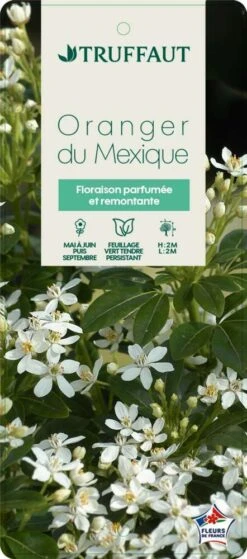 Choisya Ternata: C 5L -VIDA Plantes Magasin 797537 005