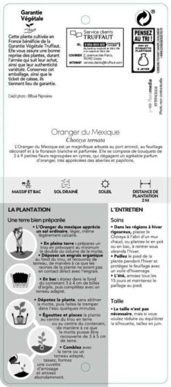 Choisya Ternata: C 5L -VIDA Plantes Magasin 797537 006