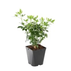 Choisya Ternata: C 5L -VIDA Plantes Magasin 797537 008