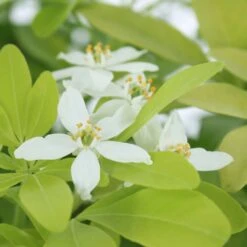 Choisya Ternata Sundance : H30/40cm C 5L