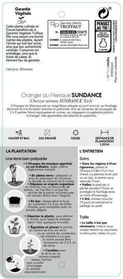 Choisya Ternata Sundance : H30/40cm C 5L -VIDA Plantes Magasin 797540 004