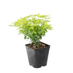 Choisya Ternata Sundance : H30/40cm C 5L -VIDA Plantes Magasin 797540 1766065