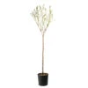 Amandier 'Lauranne'® : 1/2 Tige Pot 15L -VIDA Plantes Magasin 798486 1693486